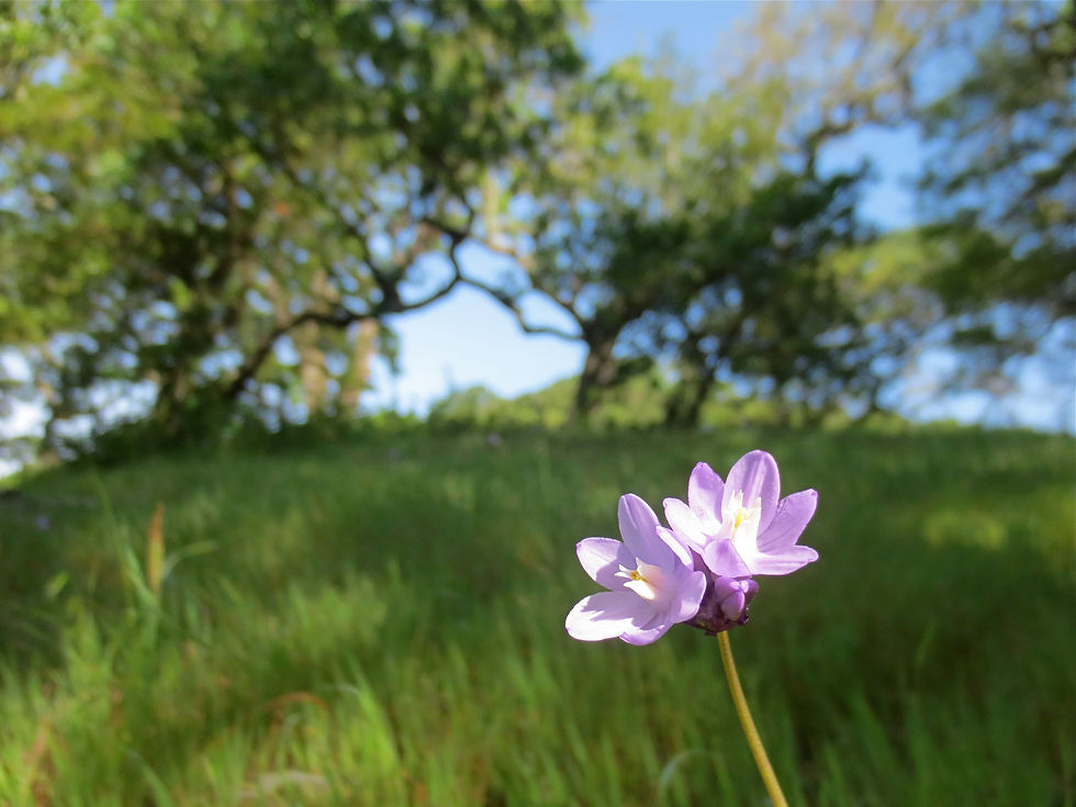 Thumbnail: Les Fleurs