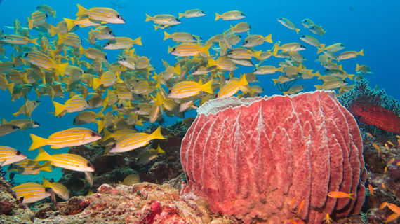 havelock_7.jpg