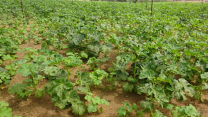 December 2022 – The Vision Continues to Unfold