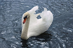 IMG_2763.JPG