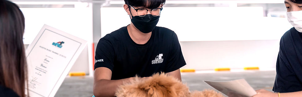 Banner - Supaw Dog Trainer_edited.jpg