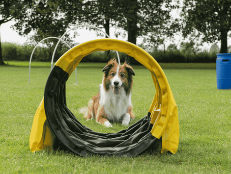 A Comprehensive Blog: Dog Training from Puppies to Adults