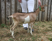fauna.JPG