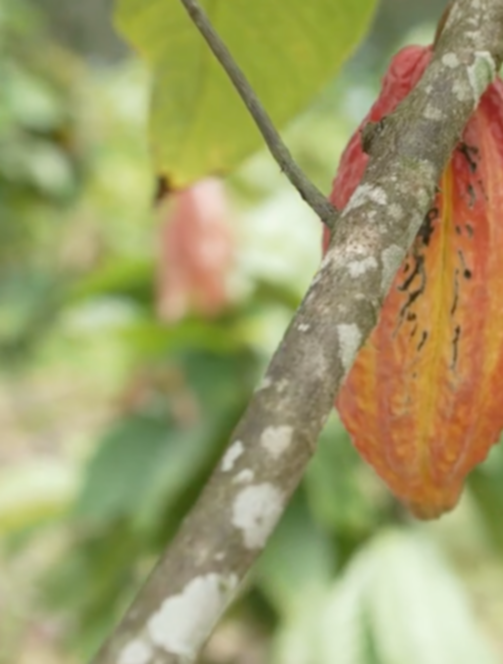 Screen Shot 2025-10-22 at 4.27.59 PM.png