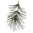 Pine Spruce Branches 1_edited.png