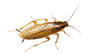 GermanRoach_edited.png