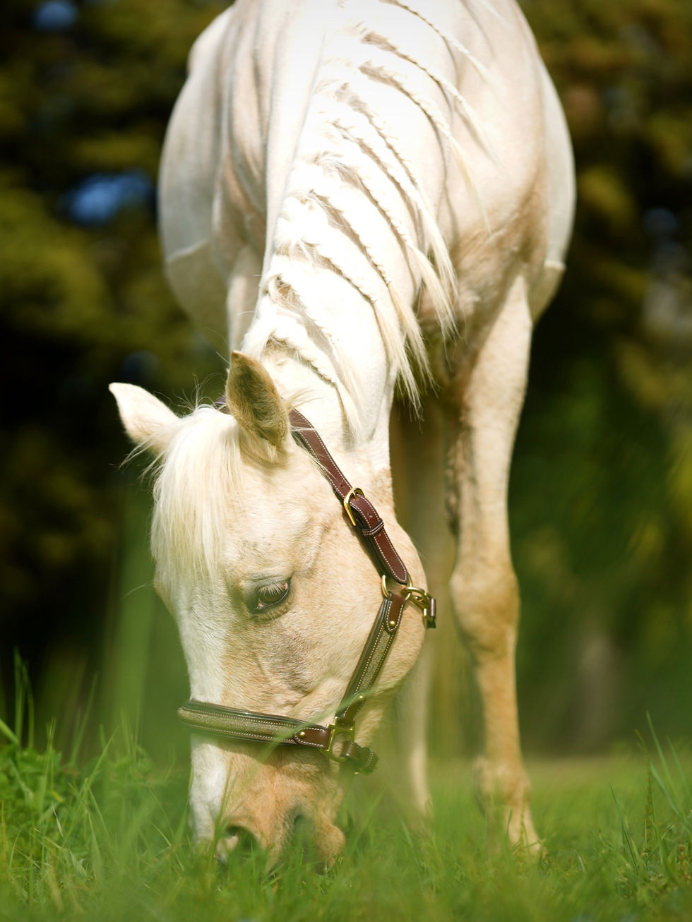 Miniature : Licol cuir Epona