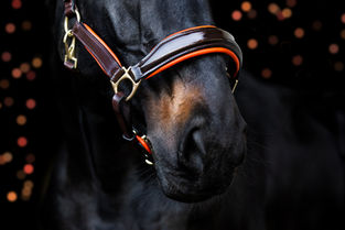 Licol en cuir, en nylon ou en corde ?