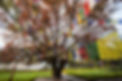 MAYA DEVI FLAGS LR.jpeg