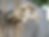 Thumbnail: Build-It-Yourself Squirrel Picnic Table Woodworking Kit on fence