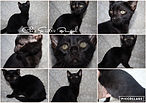 Melanistic Male.jpg