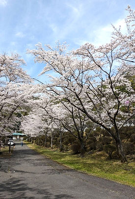 墓苑 桜.jpg