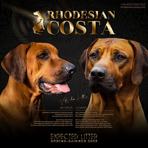 rhodesian costa camada alpha