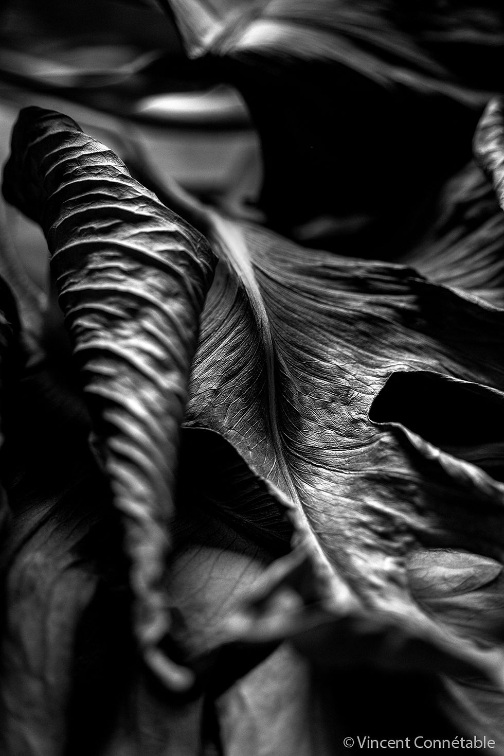 _DSC2929