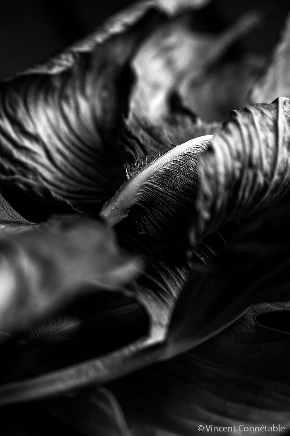 _DSC3078