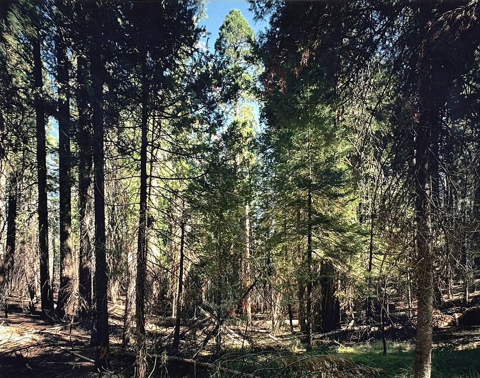 Miniaturbild: Thomas Struth, Paradies (Yosemite National Park), B6, 2004