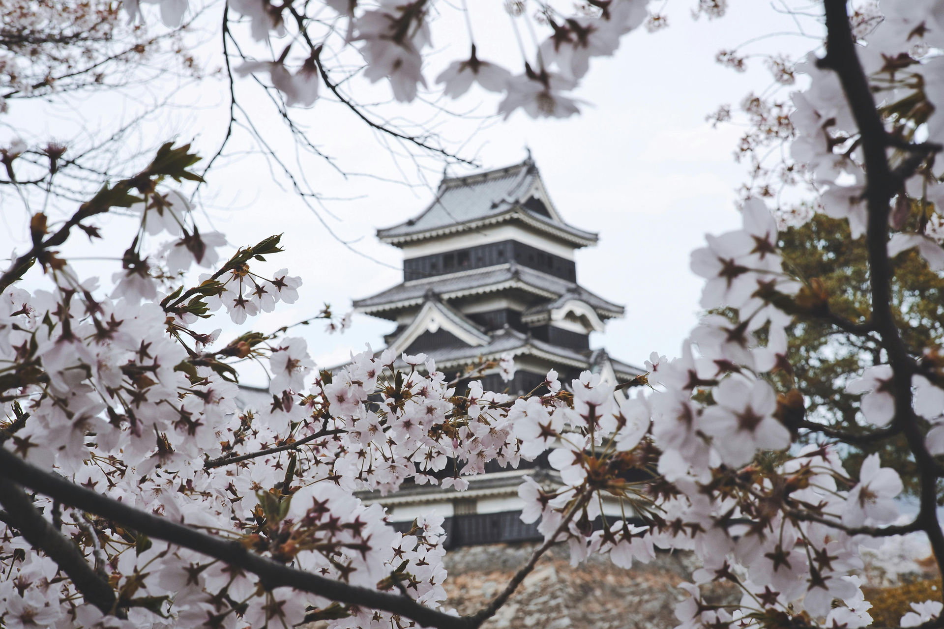 Sakura in front of Matsumoto Castle