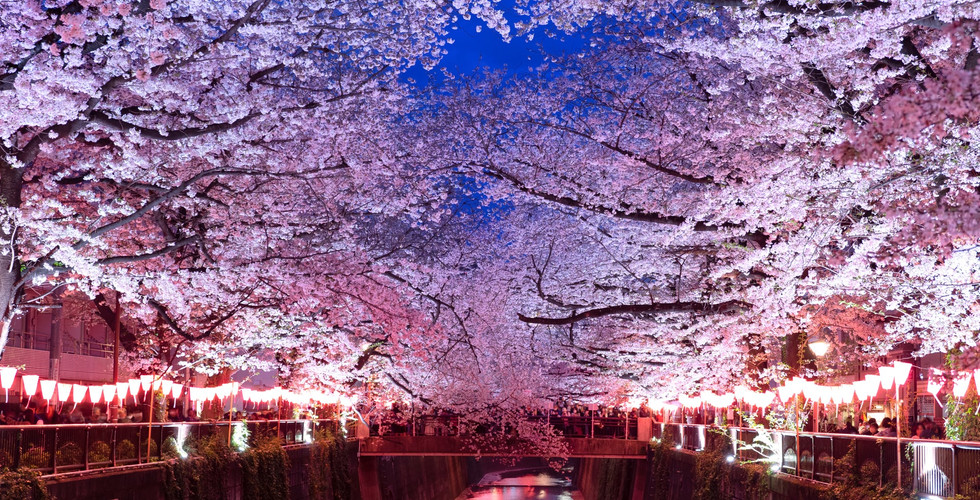 Lit up Sakura at Nakameguro Cherry Blossom Festival