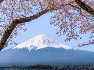 Mount Fuji in the background with Cherry Blossoms in the foreground. A person in a boat is on the lake, lying in front of Fuji.