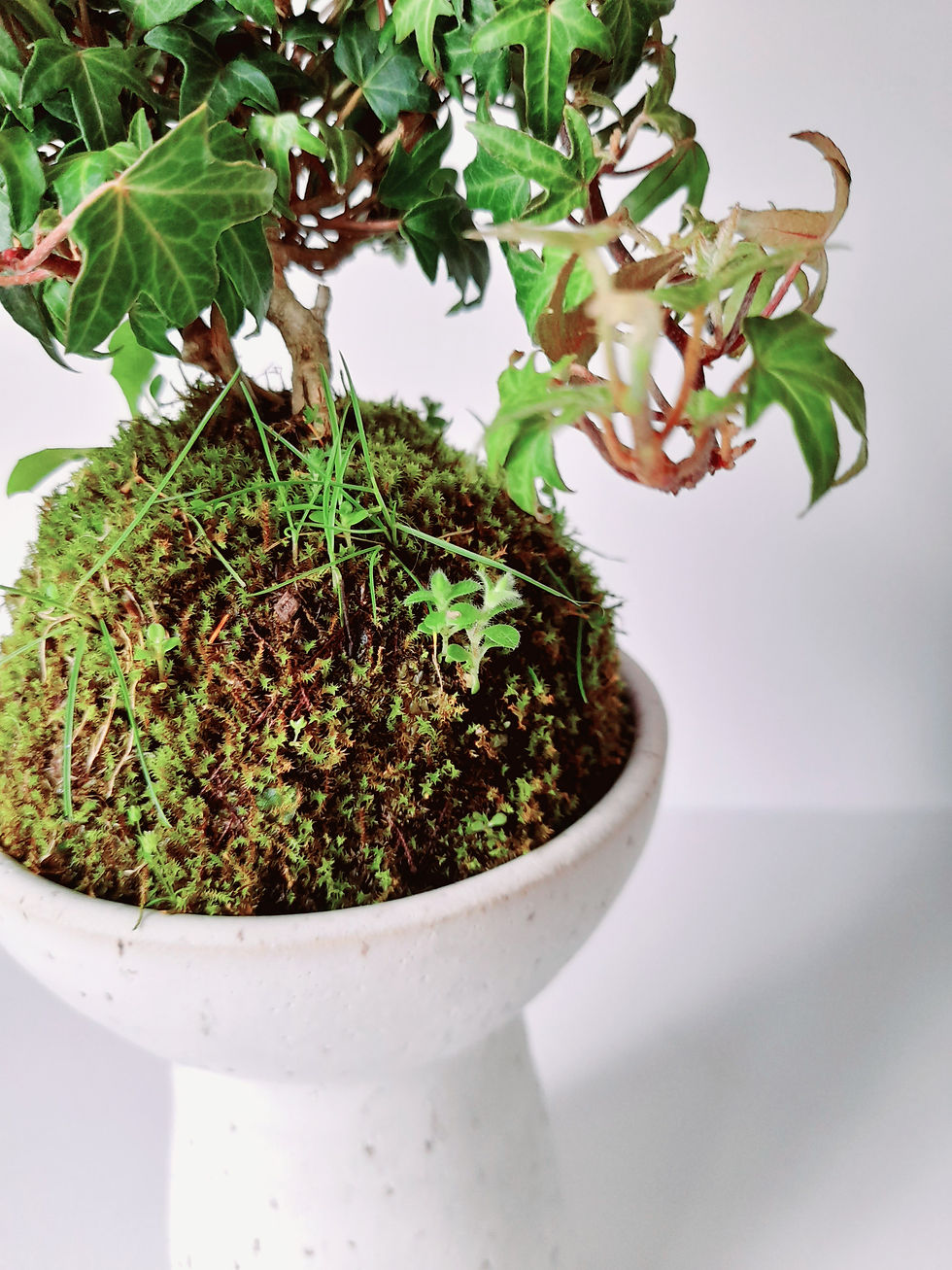 Thumbnail: Kokedama Tower/Vase 1