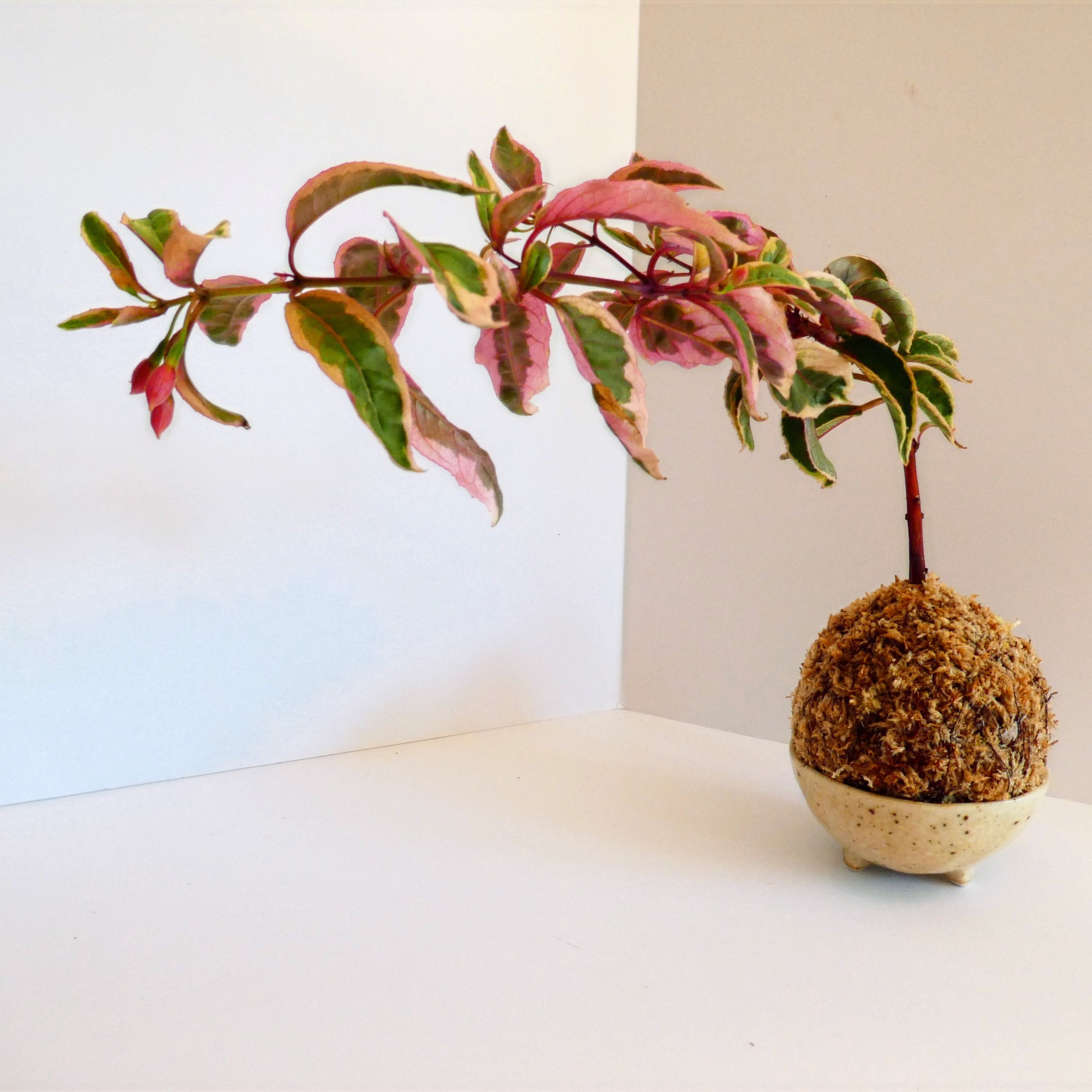 Kokedama - Tricolor Fuchsia