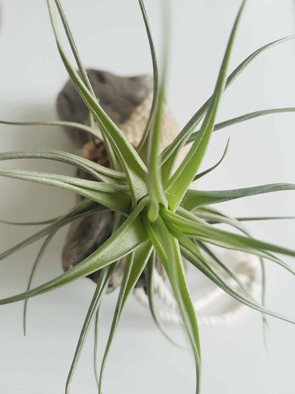 Thumbnail: Driftwood Tillandsia  Arrangement (S)