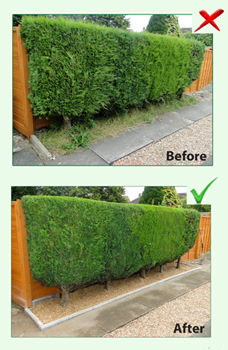 Before and After Hedge Cutting