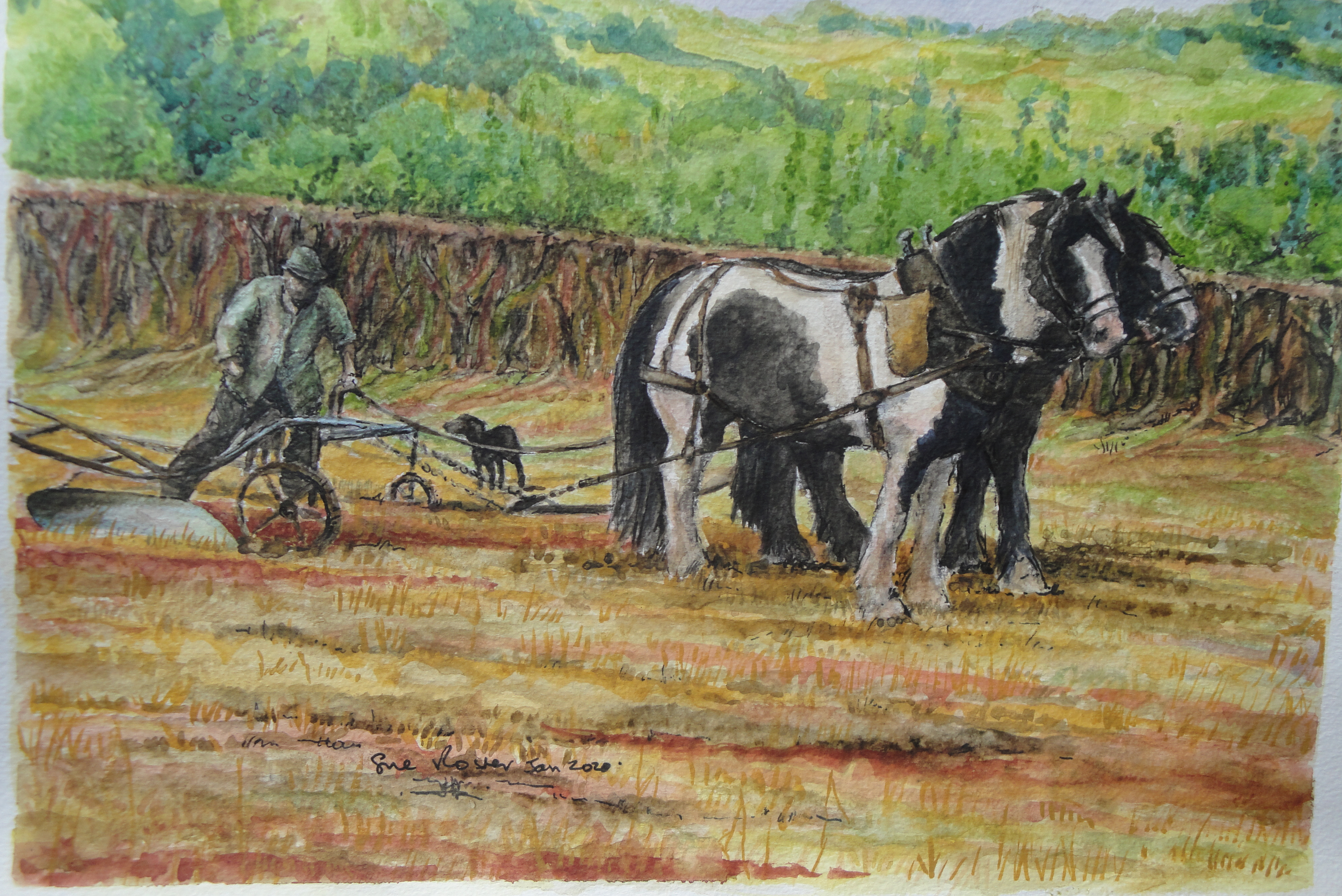 Sue Rosser