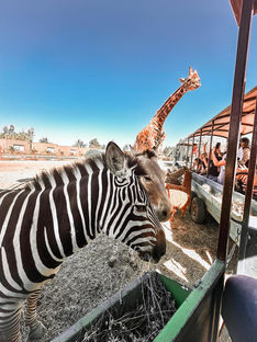 Passeio pelo Parque Safari em Santiago, Chile