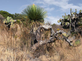 El ecosistema más abundante de México: matorral xerófilo