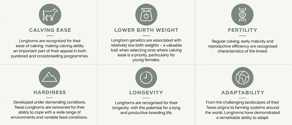 Advantages of Texas Longhorn genetics