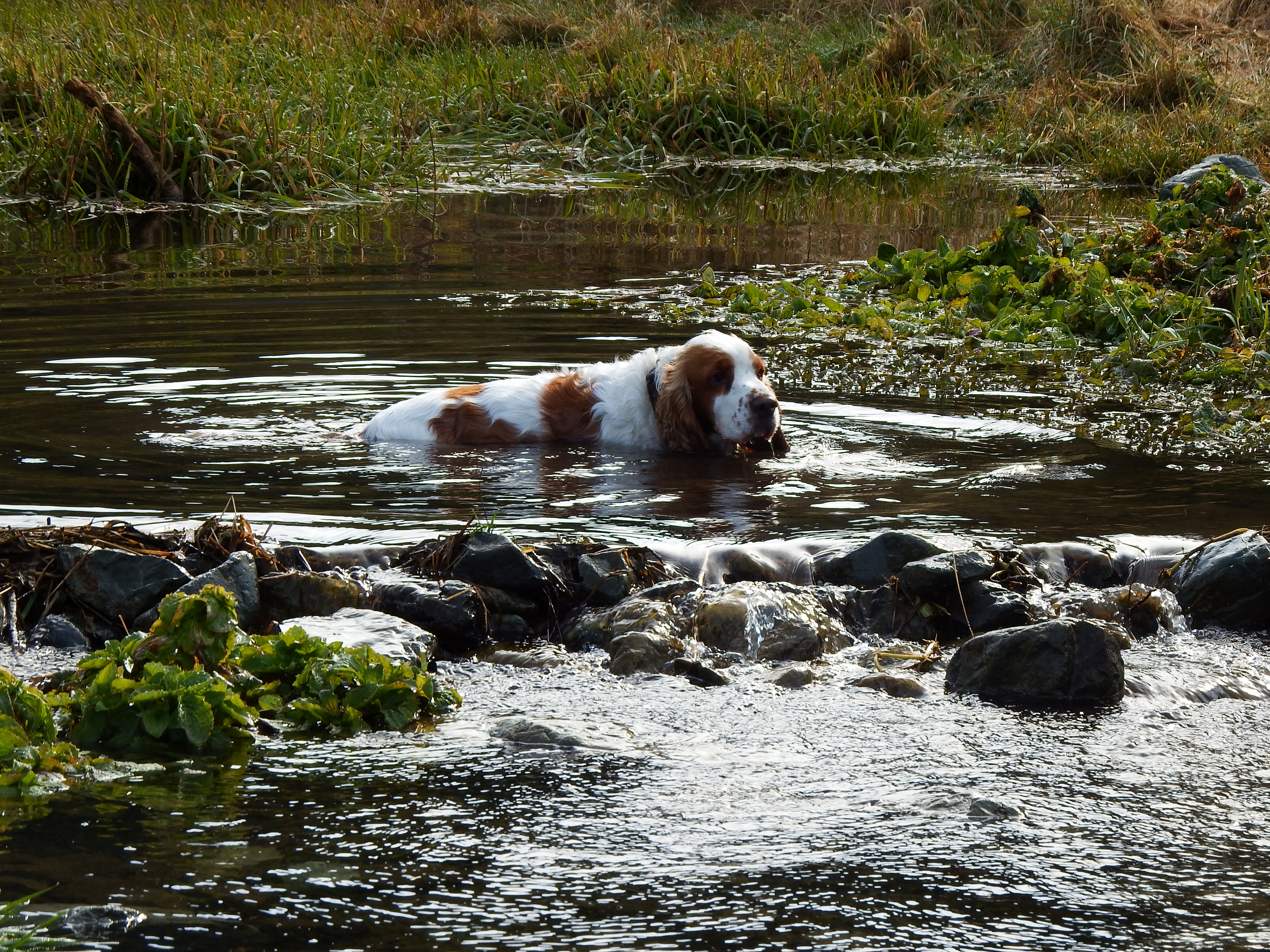 Streams nearby