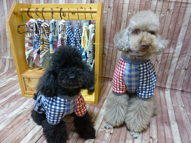 Perrito  Perrazo1