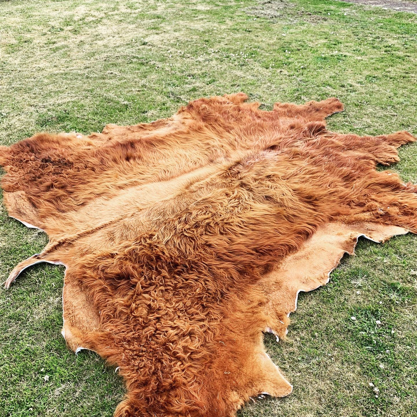 Highland Cow Rug