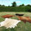 Thumbnail: Highland Cow Rug