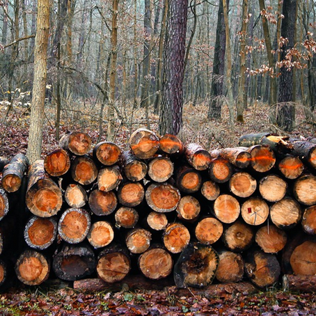 De houthakker, een ontladende yoga-houding voor kinderen