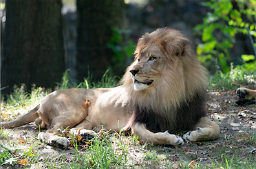 Lion.png