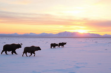 Arctic Caribou_edited.jpg