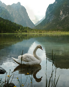cygne_1