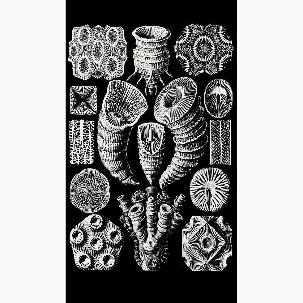 Tetracoralla–Bierstrahlige