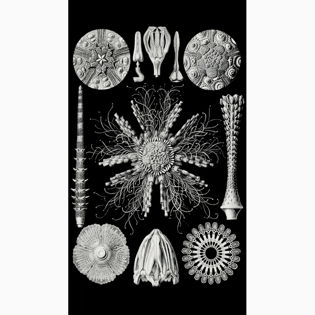Art Forms of Nature by Ernst Haeckel