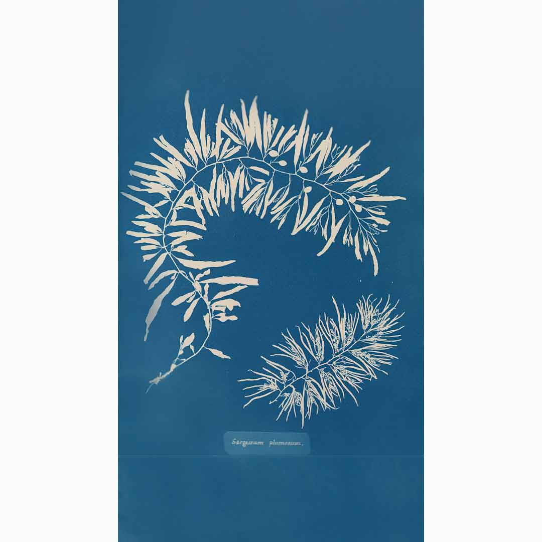 Rhodomenia sobolifera by Anna Atkins