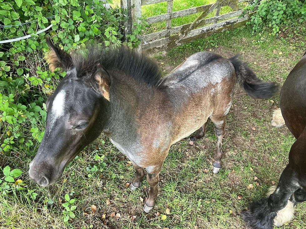 Go transformfoal 🤘🏻🤪