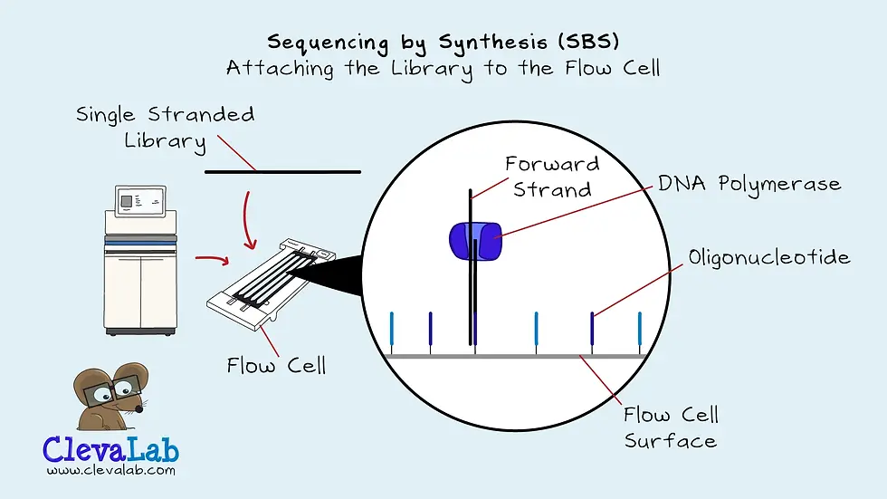 Diagram showing the first step of Illumina sequencing by synthesis — attaching a single stranded DNA library to the flow cell surface via oligonucleotides, with DNA polymerase beginning extension of the forward strand.