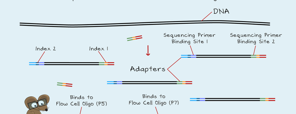 Diagram showing adapter ligation in NGS library preparation, illustrating how sequencing adapters containing Index 1, Index 2, sequencing primer binding sites and flow cell oligo binding sequences P5 and P7 are attached to DNA fragments.