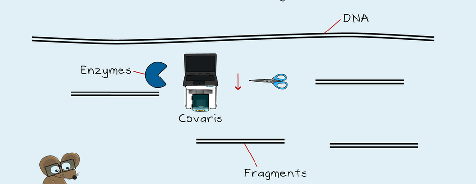Diagram illustrating the first step of NGS library preparation — DNA fragmentation using enzymatic digestion or mechanical shearing with a Covaris instrument, producing shorter DNA fragments.