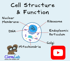 Diagram of animal cell structure and function showing key organelles including the nucleus, nuclear membrane, mitochondria, ribosome, endoplasmic reticulum, Golgi apparatus and DNA - ClevaLab cell biology explainer video.