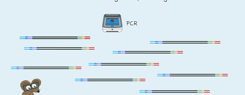 Diagram showing PCR amplification of an NGS DNA library, illustrating how adapter-ligated DNA fragments are amplified to produce multiple copies of the sequencing library.