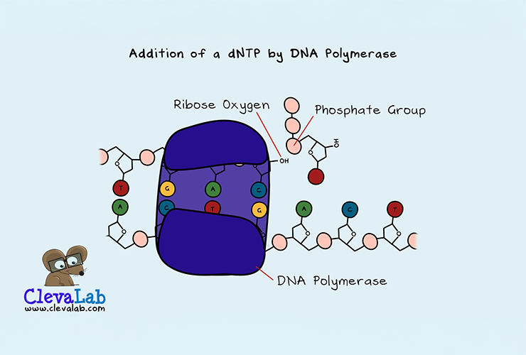 Addition of a dNTP by DNA Polymerase