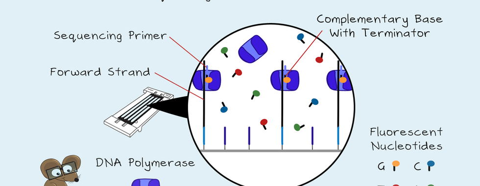 Diagram showing the sequencing step of Illumina sequencing by synthesis, illustrating how fluorescently labelled reversible terminator nucleotides G, C, T and A are incorporated by DNA polymerase into the growing complementary strand on the flow cell.